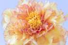 USA, Washington State, Seabeck. Tree peony blossom close-up. Art Print